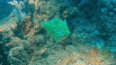 Acreichthys tomentosus