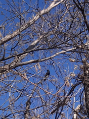 Corvus brachyrhynchos
