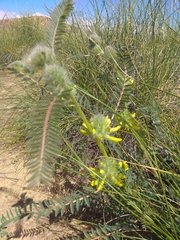 Astragalus alopecuroides