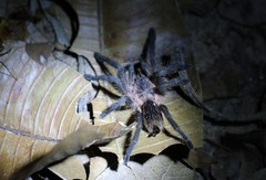 Dolichothele bolivianum