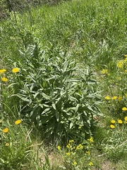 Platanaceae