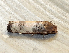 Epiblema desertana