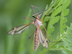 Tipula vernalis