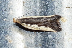 Dichomeris serrativittella