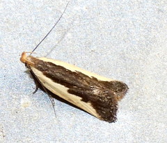 Dichomeris serrativittella