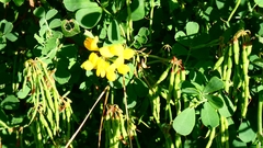 Coronilla valentina