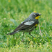 Yellow-rumped Warbler - Photo (c) Jerry Oldenettel, some rights reserved (CC BY-NC-SA)