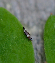 Aeolothrips versicolor