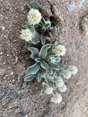Gomphrena caespitosa