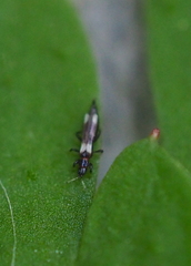Aeolothrips versicolor