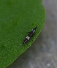 Aeolothrips versicolor