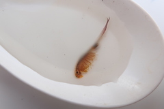 Eubranchipus vernalis