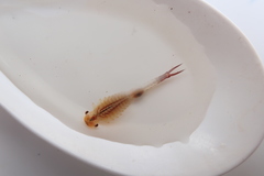 Eubranchipus vernalis