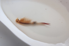 Eubranchipus vernalis