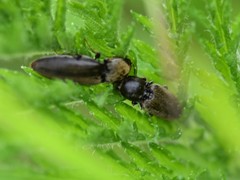 Athous haemorrhoidalis