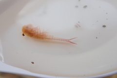 Eubranchipus vernalis