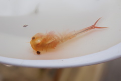 Eubranchipus vernalis