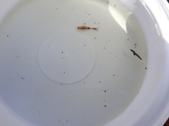 Eubranchipus vernalis