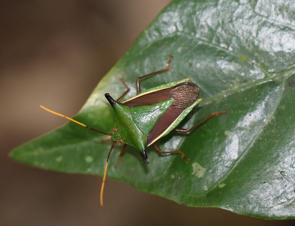Edessa elaphus