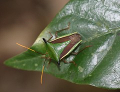 Edessa elaphus