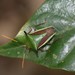 Edessa elaphus - Photo (c) nagelhoutandre, algunos derechos reservados (CC BY-NC), subido por nagelhoutandre