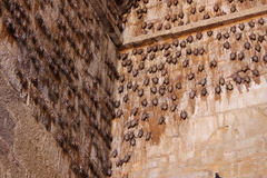 Taphozous nudiventris