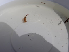 Eubranchipus vernalis