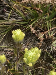 Castilleja ambigua