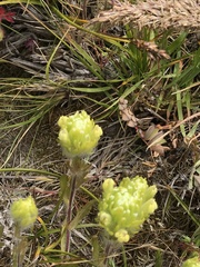 Castilleja ambigua