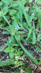 Sisyrinchium rosulatum