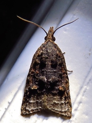 Platynota flavedana