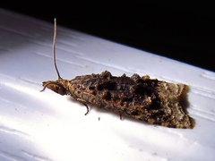Platynota flavedana