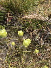 Castilleja ambigua