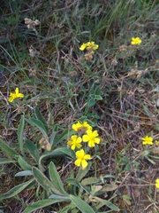 Helianthemum