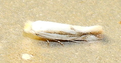 Bucculatrix magnella