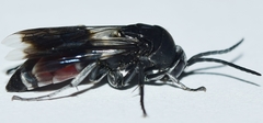 Pseudopompilus humboldti