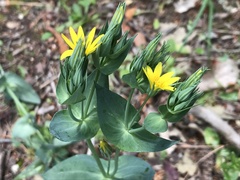 Blackstonia acuminata