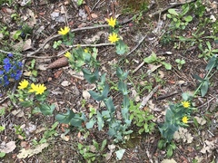 Blackstonia acuminata