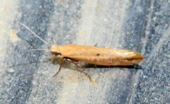 Ypsolopha ochrella
