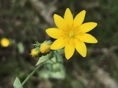 Blackstonia acuminata