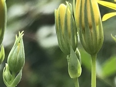 Blackstonia acuminata