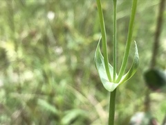Blackstonia acuminata