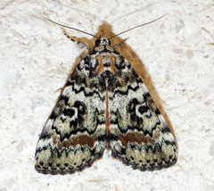 Catocala connubialis
