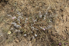 Acantholimon caryophyllaceum