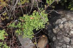Cineraria lyratiformis