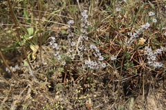 Acantholimon caryophyllaceum