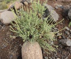 Jamesbrittenia pristisepala