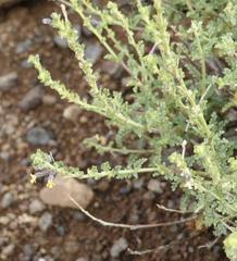 Jamesbrittenia pristisepala