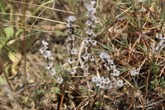 Acantholimon caryophyllaceum