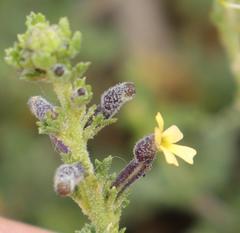 Jamesbrittenia pristisepala